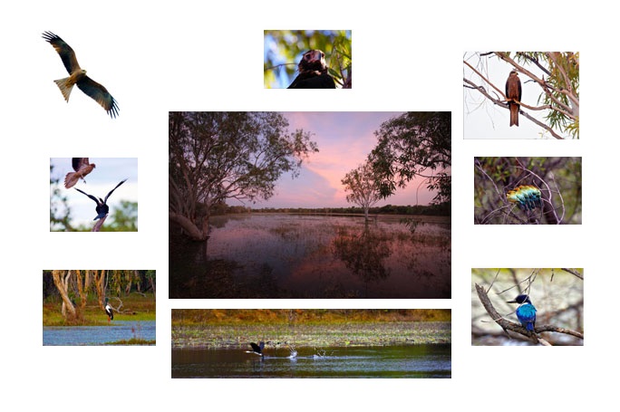 collage of birds
