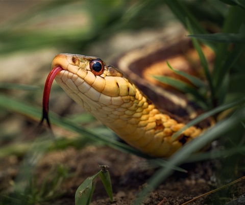 Snake awarenss session.jpg